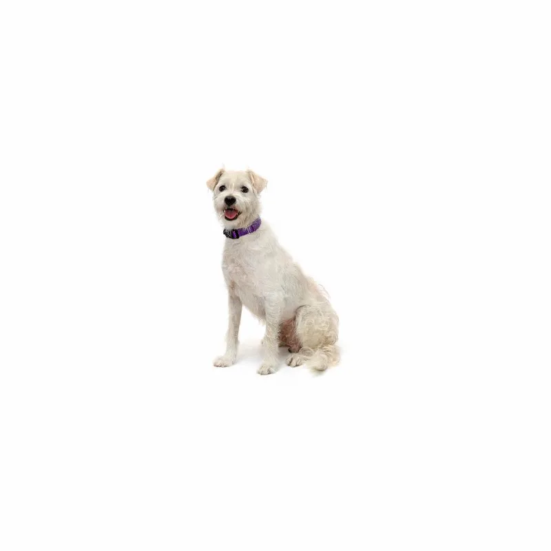 An adult small-sized male White / Cream Mixed Breed dog named Kylo for adoption in Playa Vista, CA