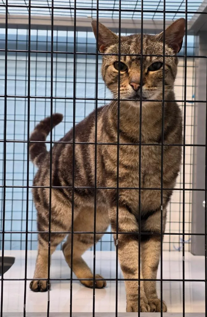 A young medium-sized female Domestic Short Hair cat named Miss Meowzers for adoption in Gold Beach, OR