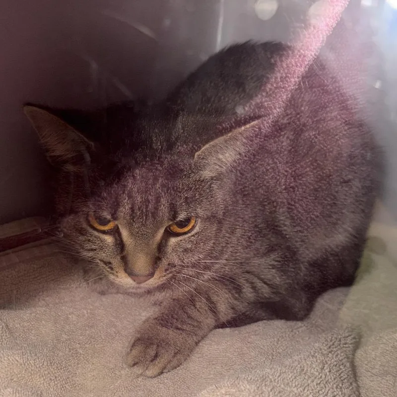 An adult medium-sized female Brown / Chocolate Domestic Short Hair cat named Avalon for adoption in Bristol, IN