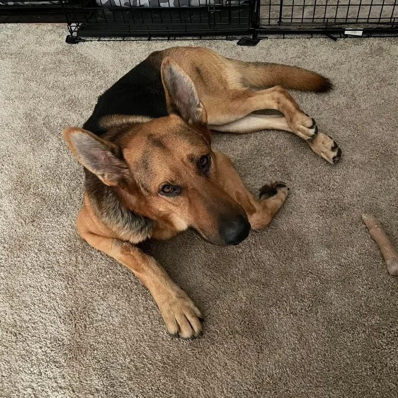 An adult large-sized male Bicolor German Shepherd Dog dog named Ace for adoption in Orland Park, IL