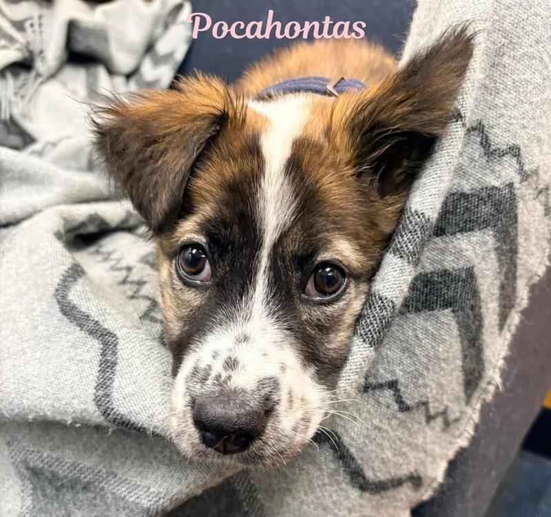 A baby medium-sized female Brindle Australian Shepherd dog named Pocahontas for adoption in Elburn, IL