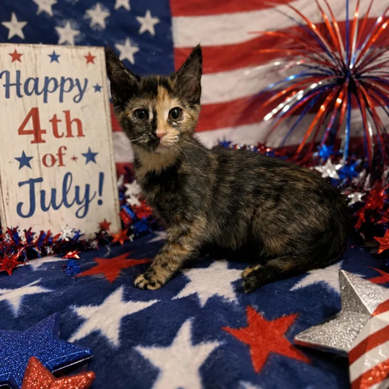 A baby small-sized female Tortoiseshell Domestic Short Hair cat named Picnic for adoption in Yanceyville, NC