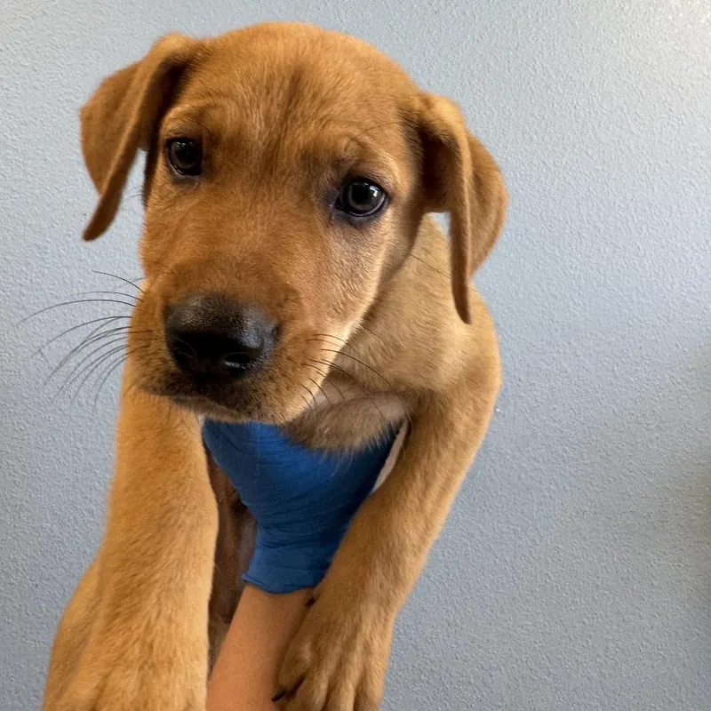 A baby medium-sized male Brown / Chocolate Mixed Breed dog named Bear for adoption in Las Cruces, NM
