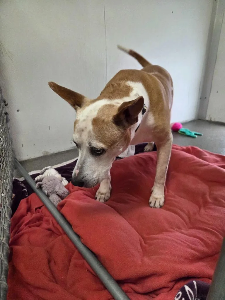 A senior large-sized male Pit Bull Terrier dog named Oscar for adoption in Lunenburg, VT