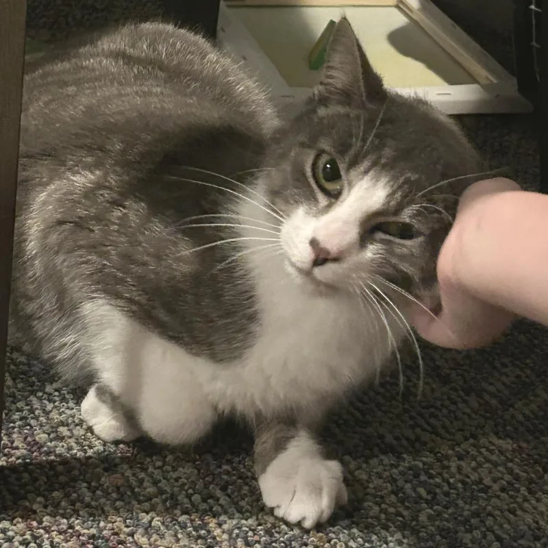 An adult medium-sized male Gray / Blue / Silver Domestic Short Hair cat named Romeo for adoption in Medina, OH