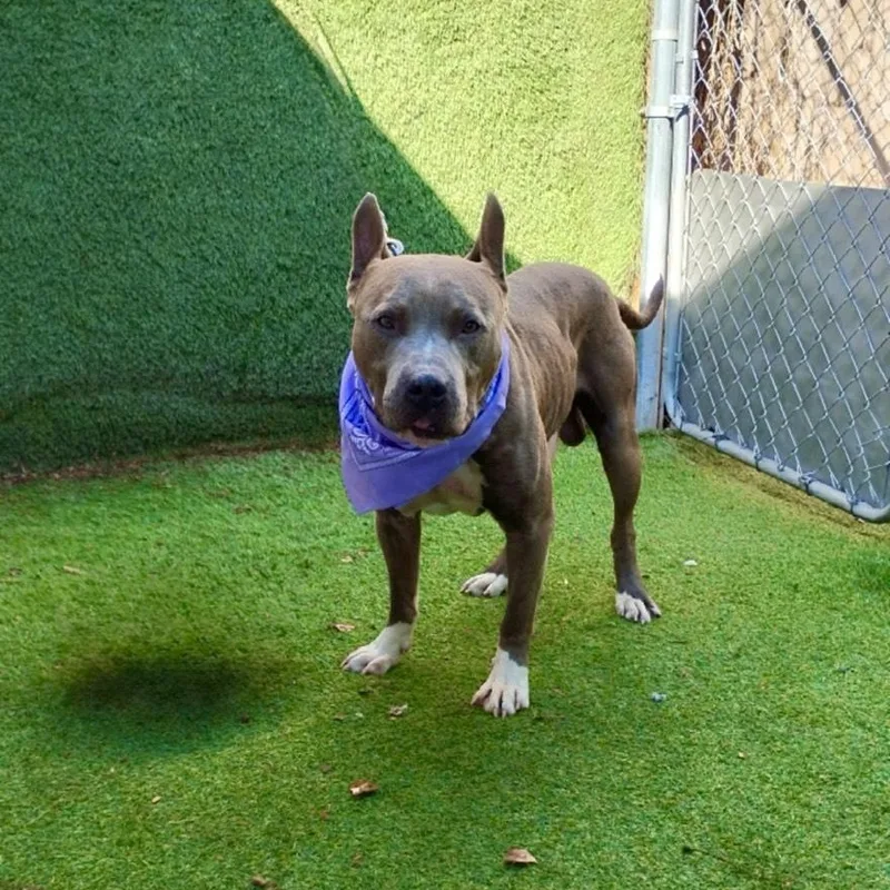 A young large-sized male Gray / Blue / Silver American Staffordshire Terrier dog named General for adoption in Houston, TX