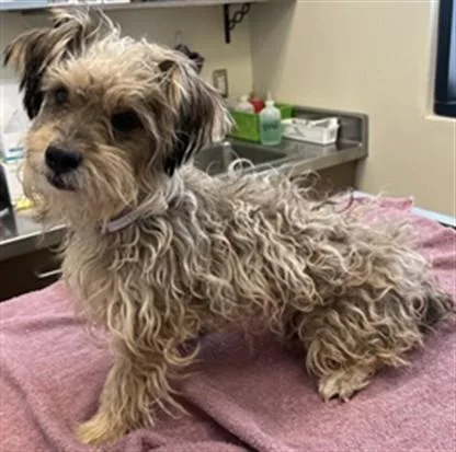 An adult small-sized male Terrier dog named Jannette for adoption in Lancaster, CA