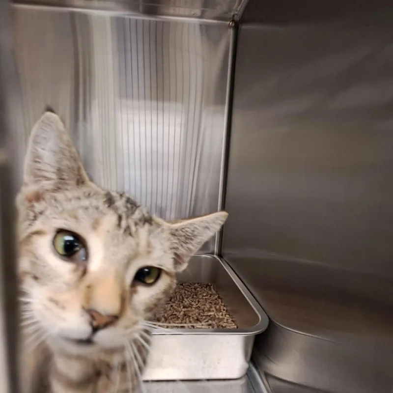 A young small-sized female Domestic Short Hair cat named Reaper for adoption in East Smithfield , PA