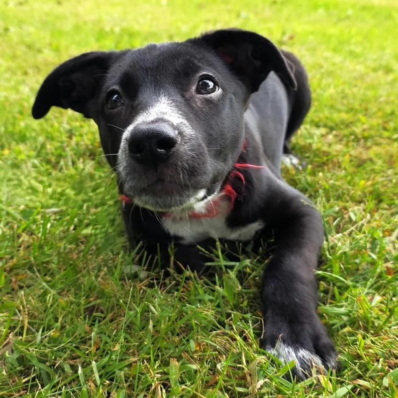 A baby small-sized female Black Labrador Retriever dog named Valerie for adoption in Michigan City, IN