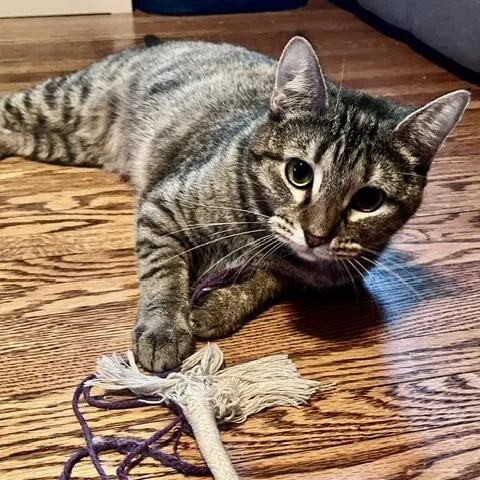 A young medium-sized female Brown / Chocolate Domestic Short Hair cat named Raindrop for adoption in St. Louis, MO