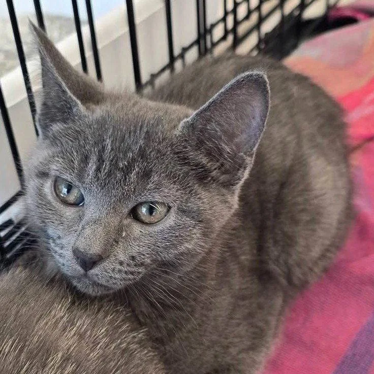 A baby medium-sized male Domestic Short Hair cat named Mr Jax for adoption in Wilmington, NC