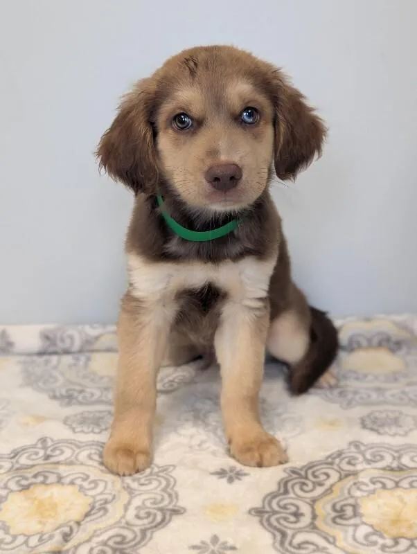 A baby small-sized male Brown / Chocolate Boykin Spaniel dog named Gelman for adoption in Aiken, SC