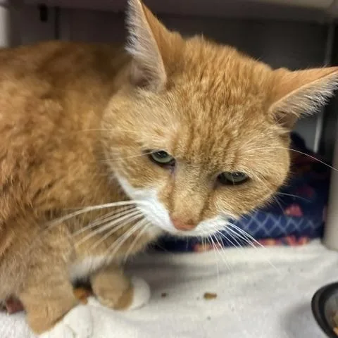 A senior medium-sized male Orange & White Domestic Long Hair cat named Tork for adoption in Stanhope, NJ