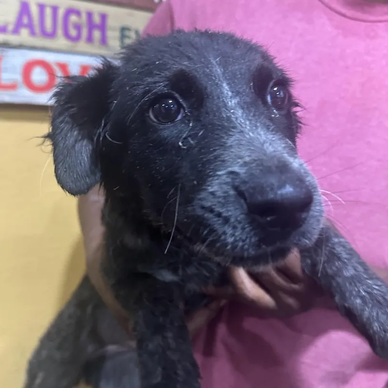 A baby medium-sized female Black Labrador Retriever dog named Maggie  Local November for adoption in Brookshire, TX