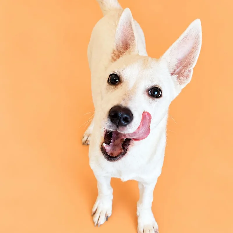 A baby small-sized male Shepherd dog named Bolt for adoption in Concord, NC