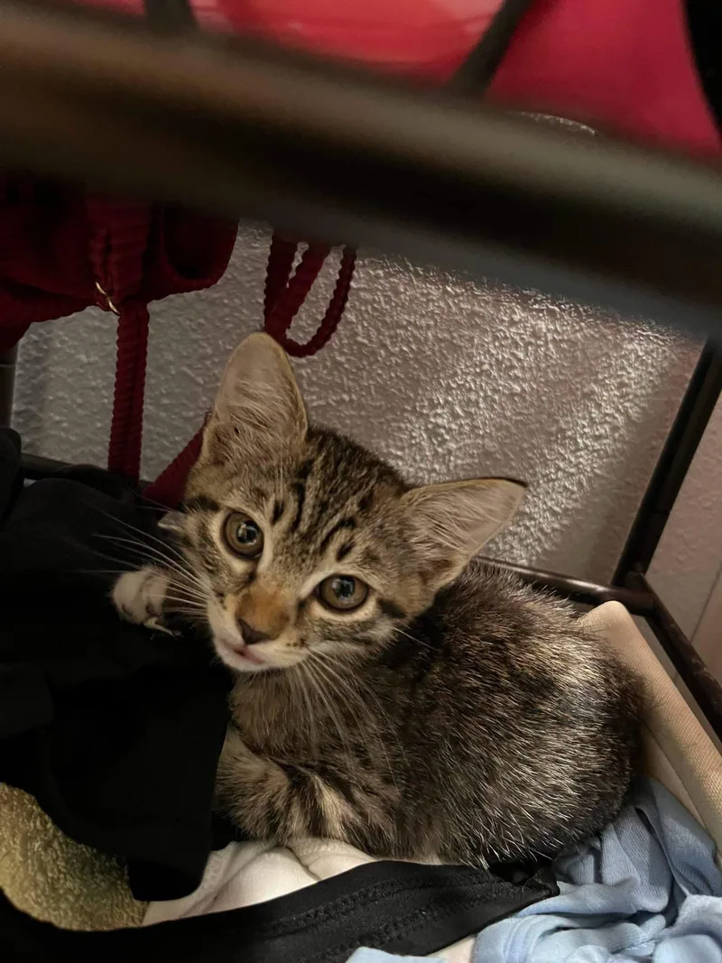 A young medium-sized female Domestic Short Hair cat named Sunflower for adoption in Scottsdale, AZ