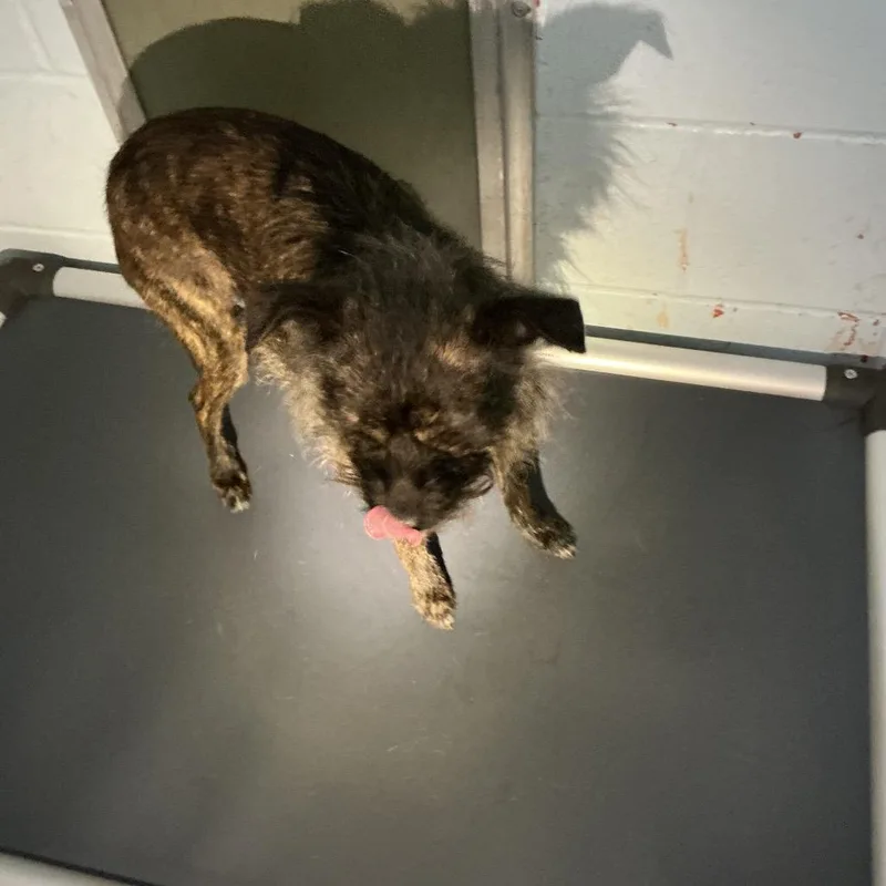 A senior small-sized female Brindle Terrier dog named Dallas for adoption in St Joseph, MO