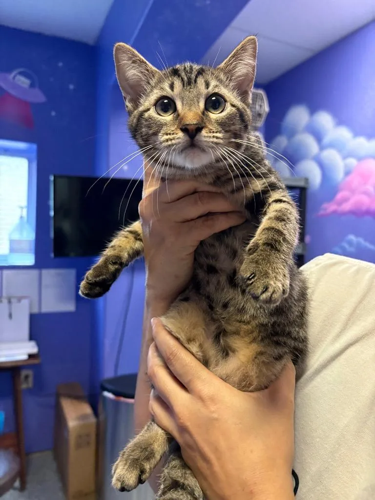 A baby small-sized female Domestic Short Hair cat named Maxine for adoption in Corpus Christi, TX
