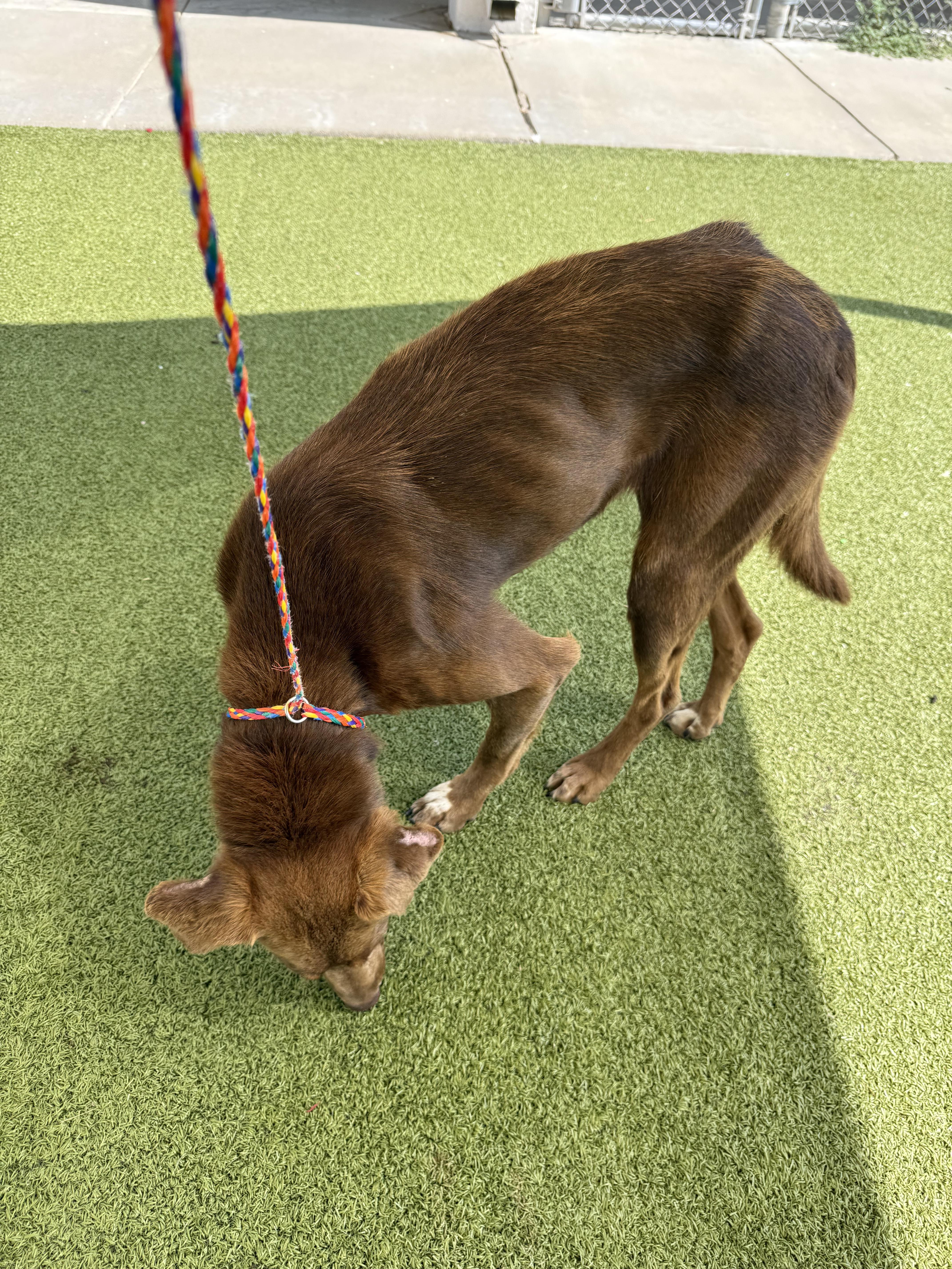 ACO Labrador Retriever mix