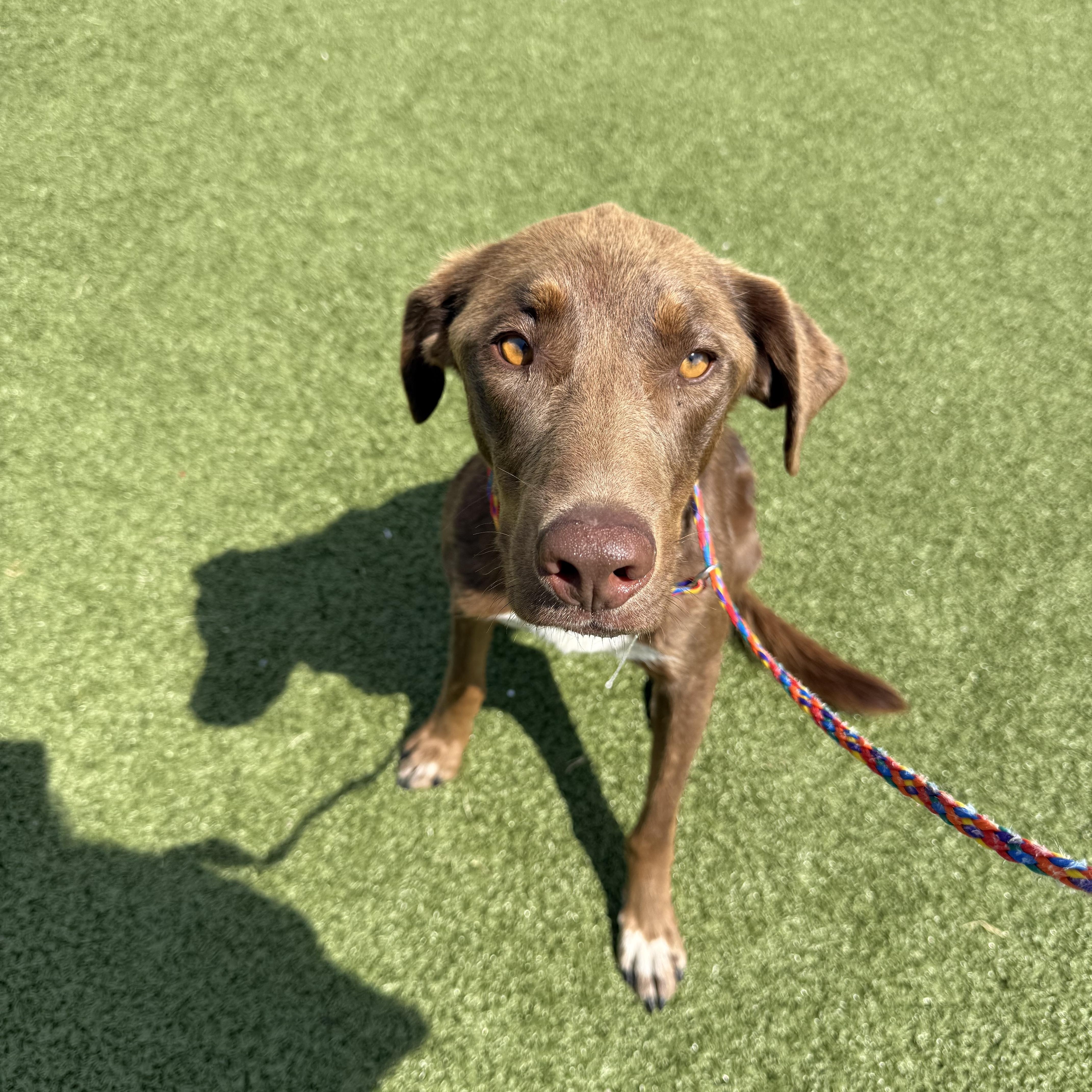 ACO Labrador Retriever mix thumbnail 2