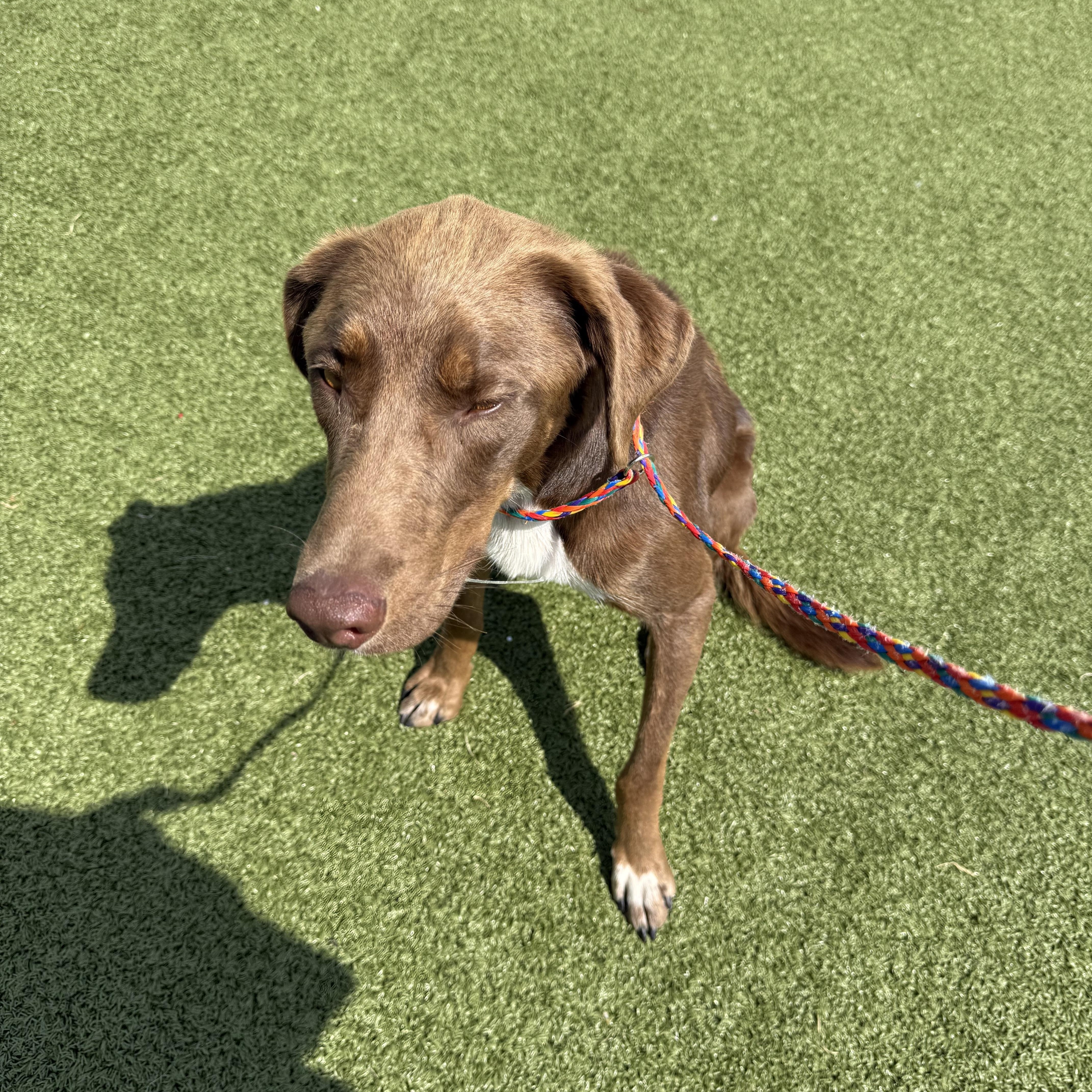 ACO Labrador Retriever mix thumbnail 3