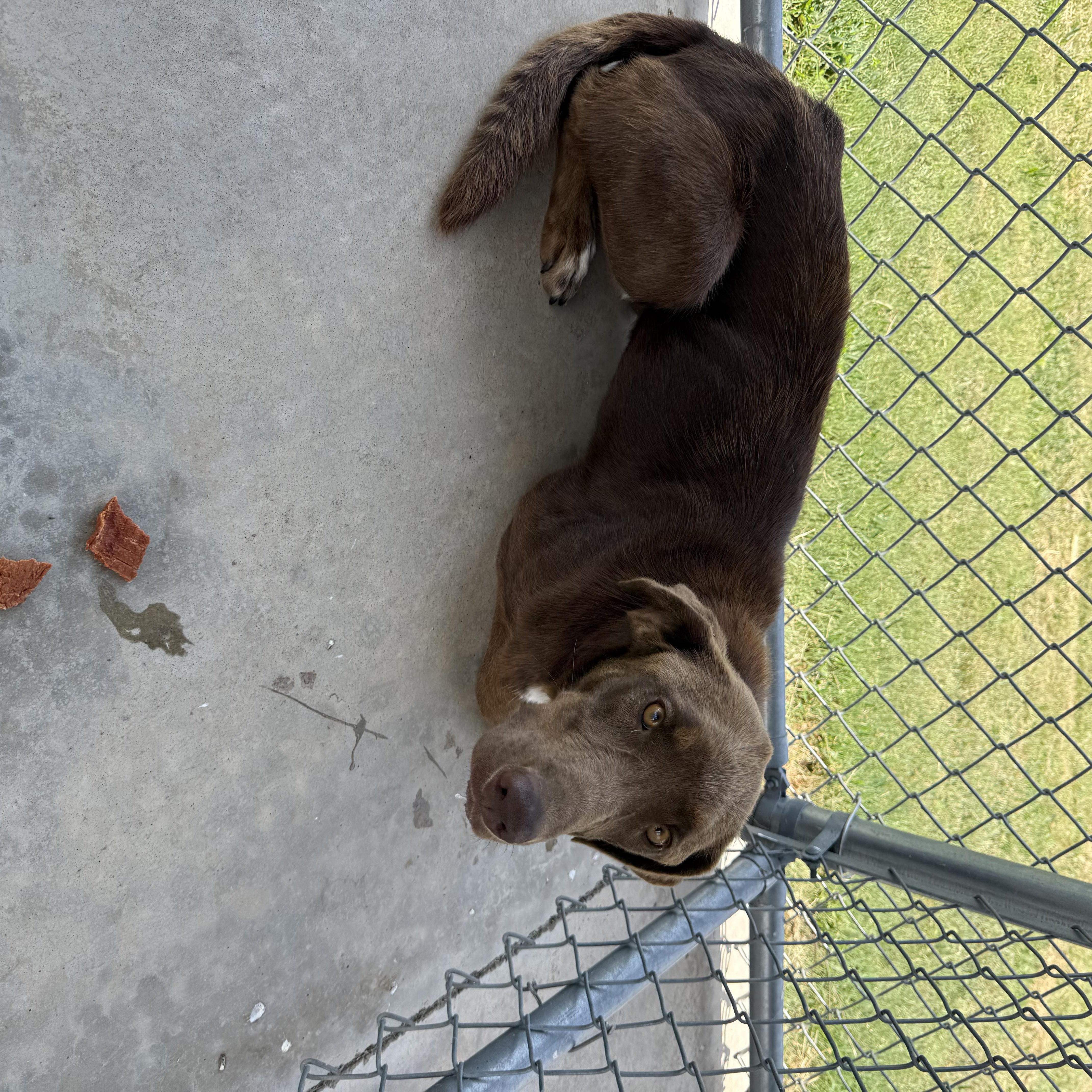 ACO Labrador Retriever mix thumbnail 4