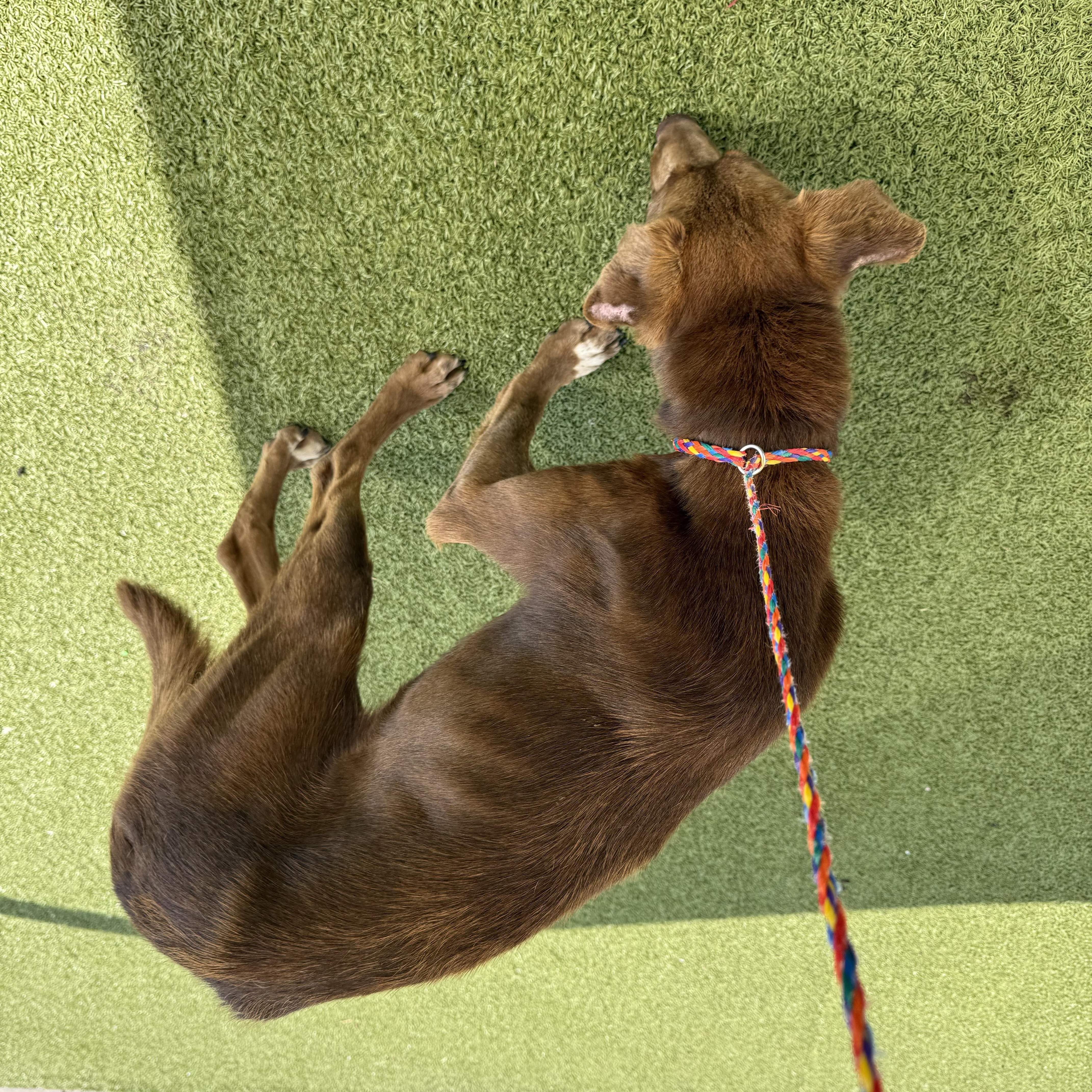 ACO Labrador Retriever mix thumbnail 5