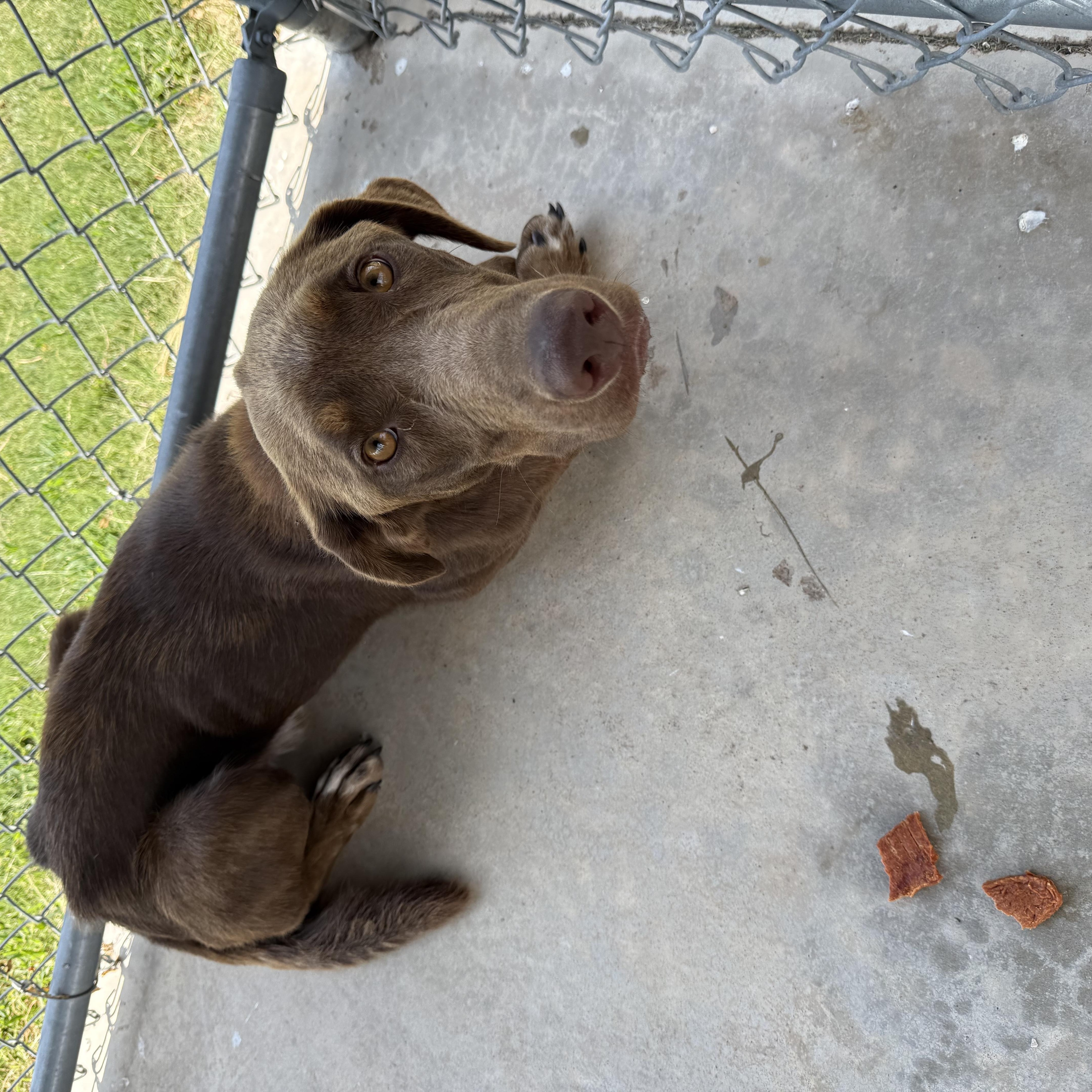 ACO Labrador Retriever mix thumbnail 6