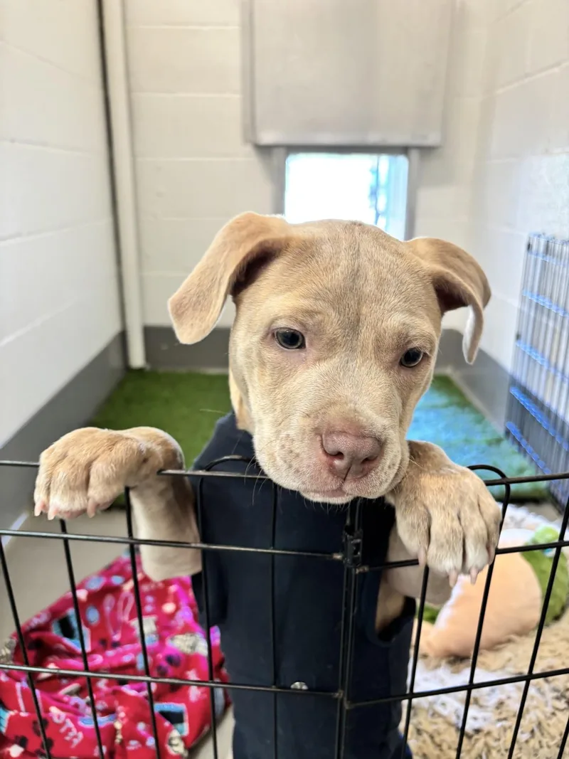 A baby large-sized female Brindle Cane Corso dog named Ash for adoption in Waldport, OR