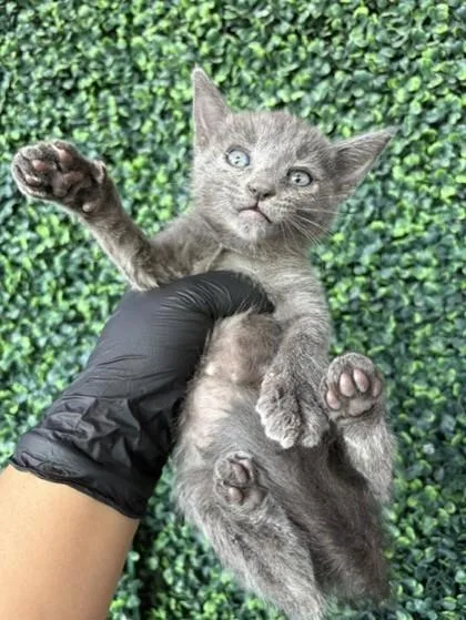 A baby small-sized female Gray / Blue / Silver Domestic Short Hair cat named 61645522 for adoption in El Paso, TX
