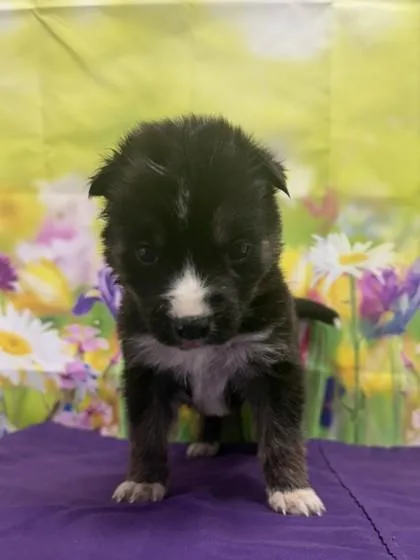 A young small-sized male Shepherd dog named Lestat for adoption in San Antonio, TX