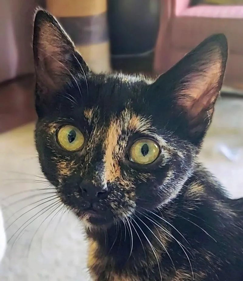 Periwinkle thumbnail 2