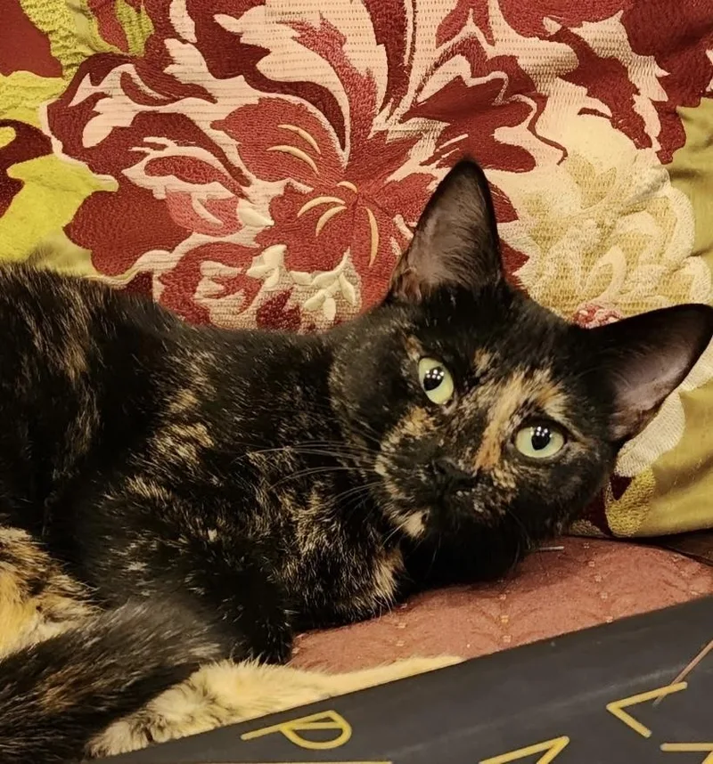 Periwinkle thumbnail 3