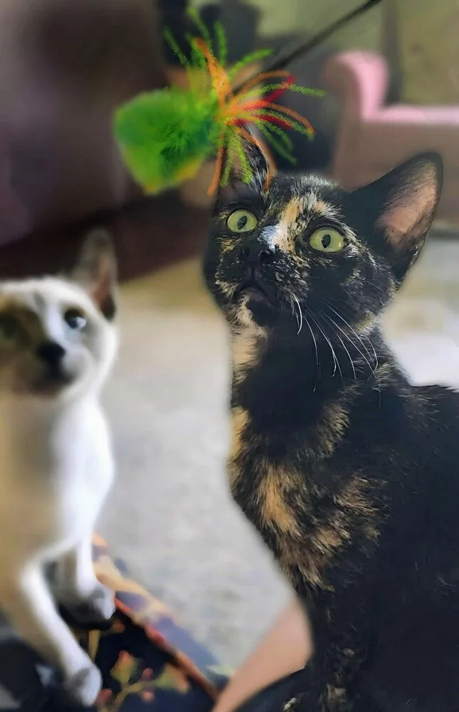 Periwinkle thumbnail 4