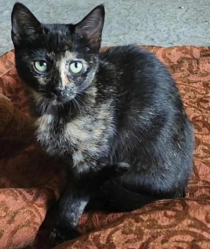 Periwinkle thumbnail 5