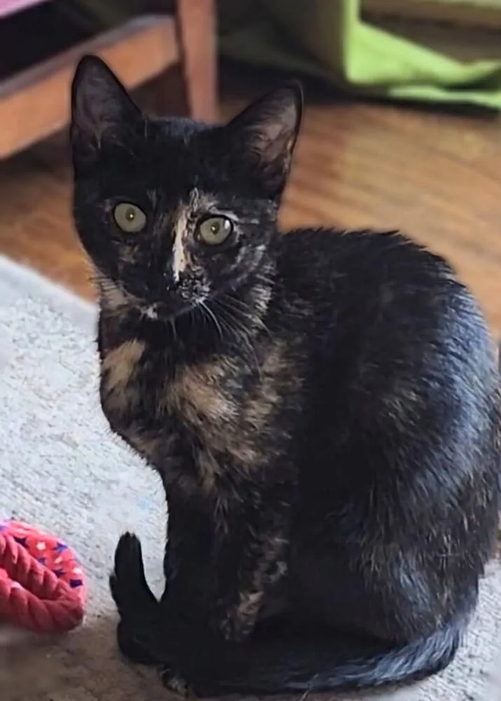 Periwinkle thumbnail 6