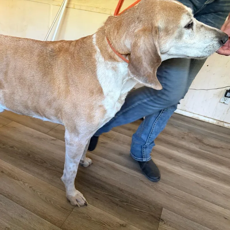 A senior large-sized male Redbone Coonhound dog named Reggie for adoption in Corvallis, OR