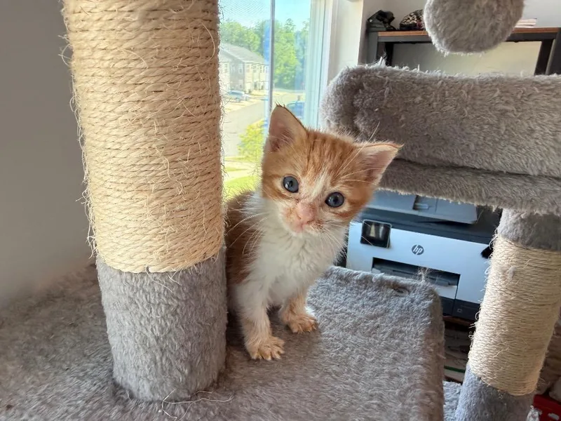 A baby medium-sized male Domestic Short Hair cat named St Thomas for adoption in Raleigh, NC
