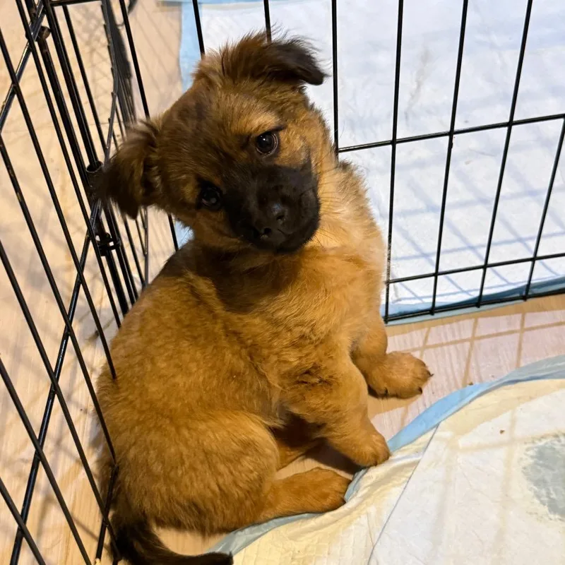 A baby small-sized female Brown / Chocolate Mixed Breed dog named Megalodon for adoption in Buffalo, MN