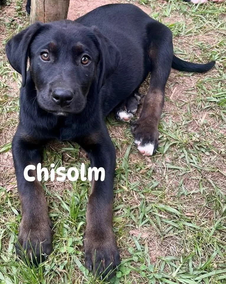 Chisolm