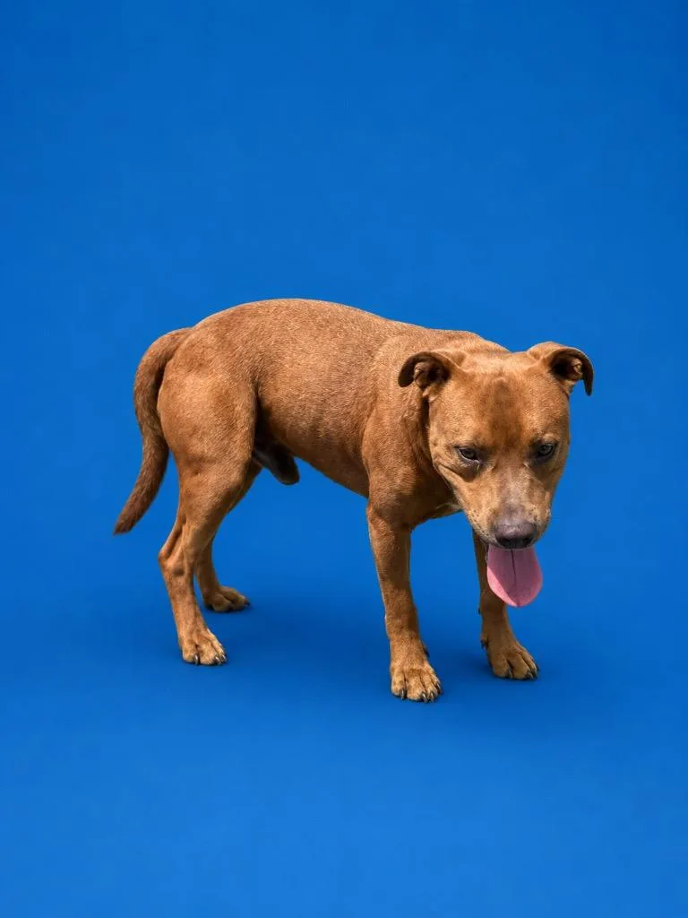 An adult large-sized male Pit Bull Terrier dog named Hector for adoption in Wauchula, FL