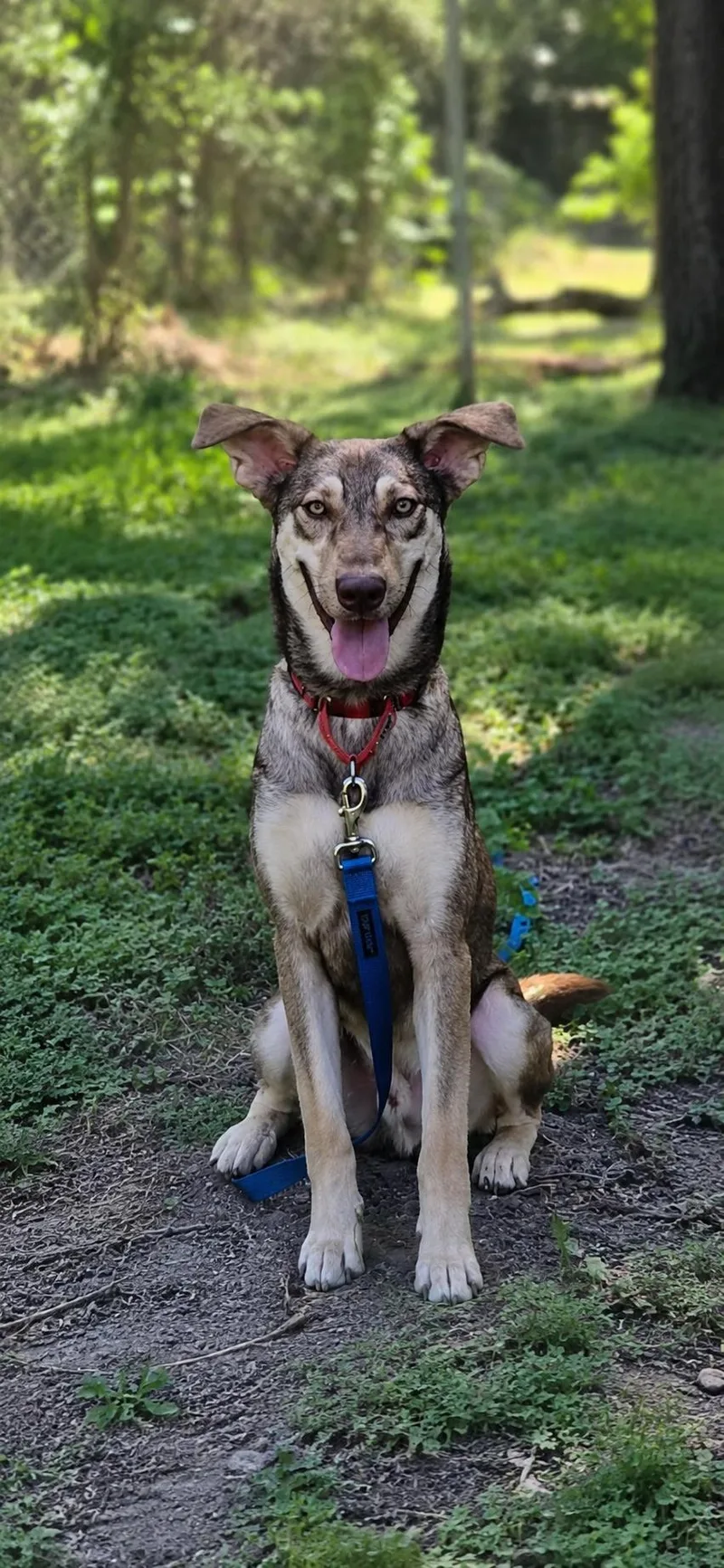 A young medium-sized male German Shepherd Dog dog named Enzo for adoption in Vernon, CT