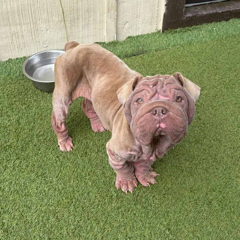 An adult medium-sized female Gray / Blue / Silver English Bulldog dog named Spudsy for adoption in LOXAHATCHEE, FL