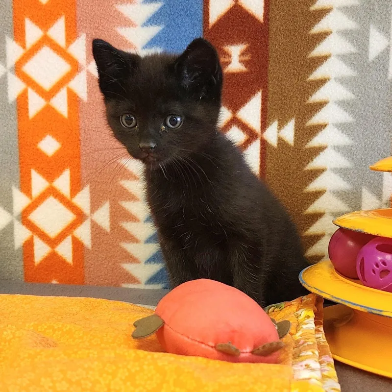 A young large-sized male Black Domestic Medium Hair cat named Squid for adoption in ALPINE, TX