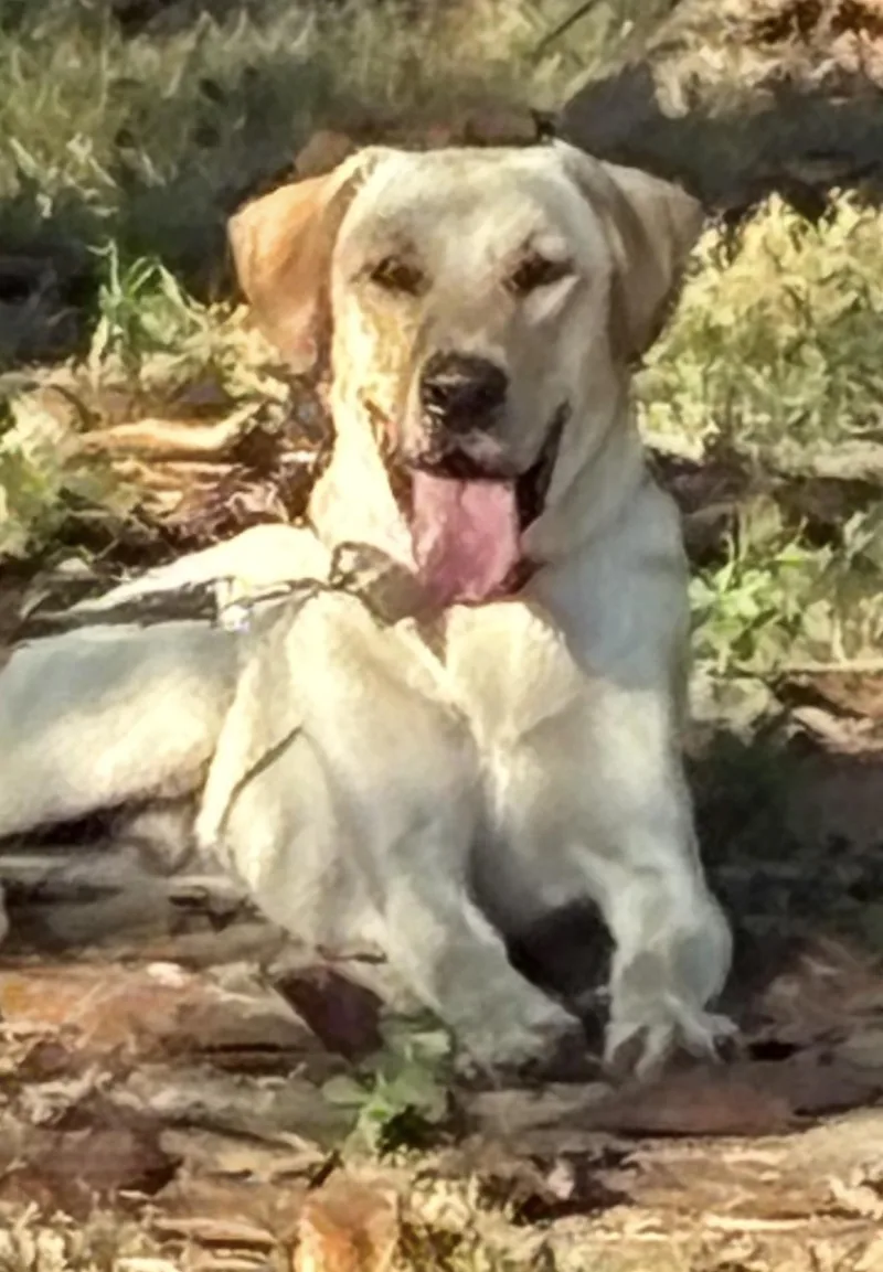 A young medium-sized male Labrador Retriever dog named Marshall In New England for adoption in Waitsfield, VT