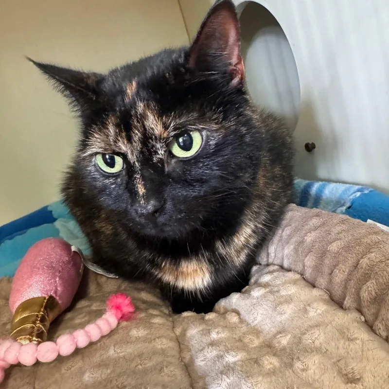 An adult medium-sized female Tortoiseshell Domestic Short Hair cat named Honey for adoption in Lake Jackson, TX