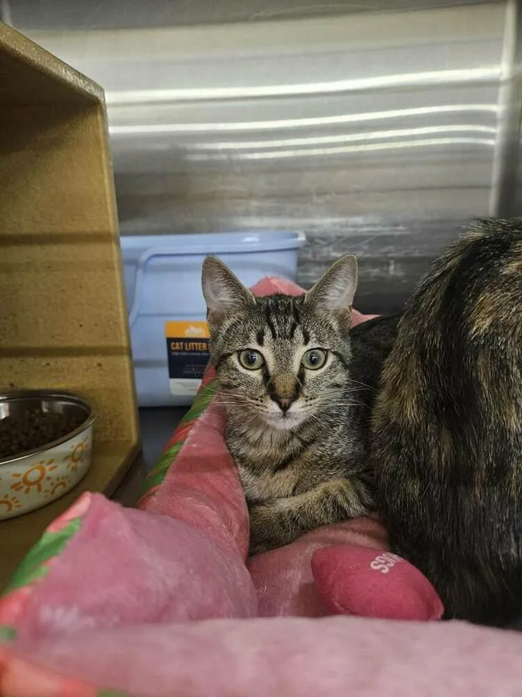 A baby small-sized male Gray / Blue / Silver Domestic Short Hair cat named Sparrow for adoption in Covington, LA