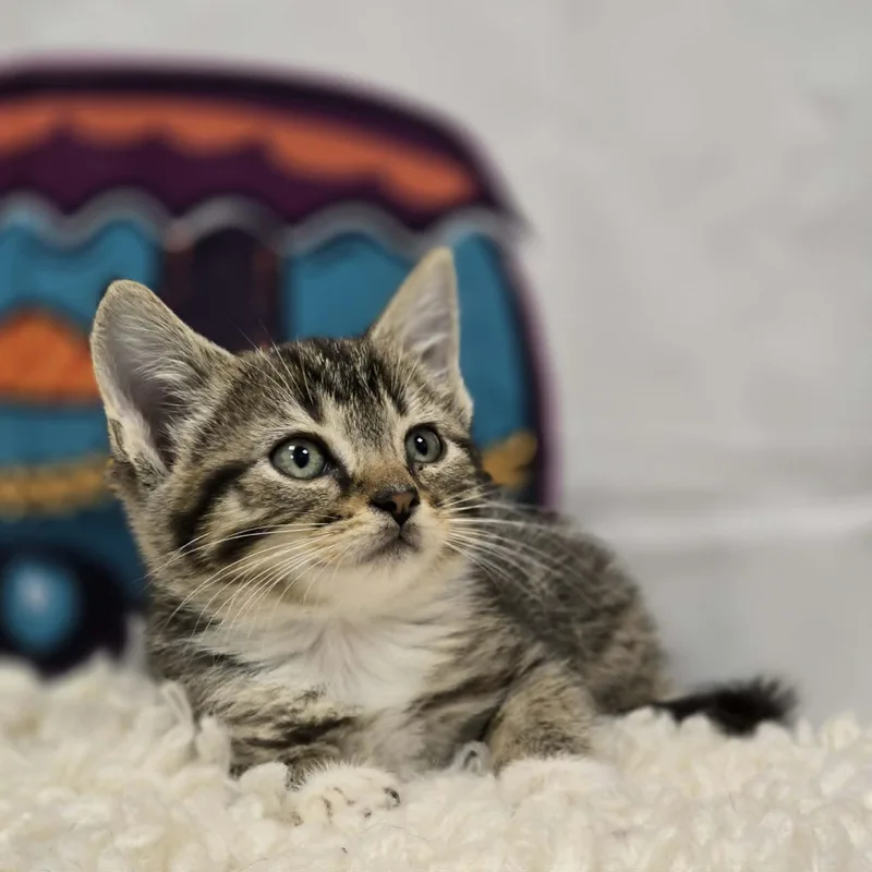 A young medium-sized female Tabby (Brown / Chocolate) Domestic Short Hair cat named Rainier for adoption in Effingham, IL