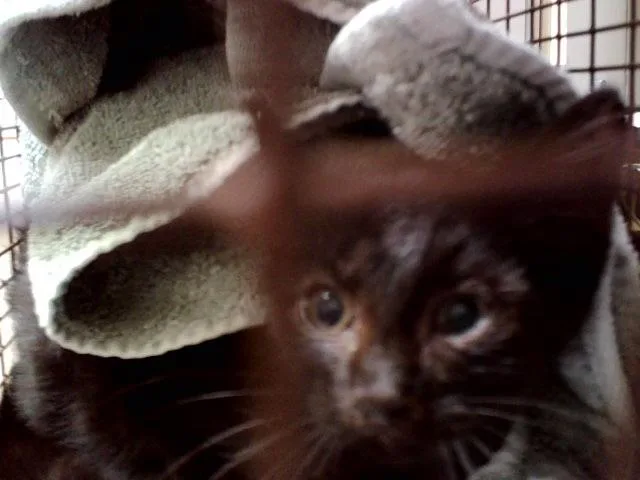 A baby small-sized male Domestic Short Hair cat named Bumble for adoption in Martinez, CA