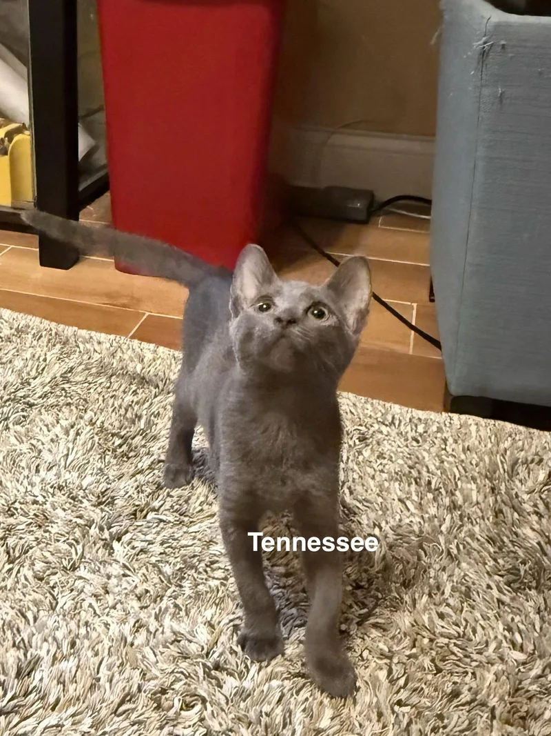 A baby medium-sized female Gray / Blue / Silver Domestic Short Hair cat named Tennessee for adoption in Wesley Chapel, FL